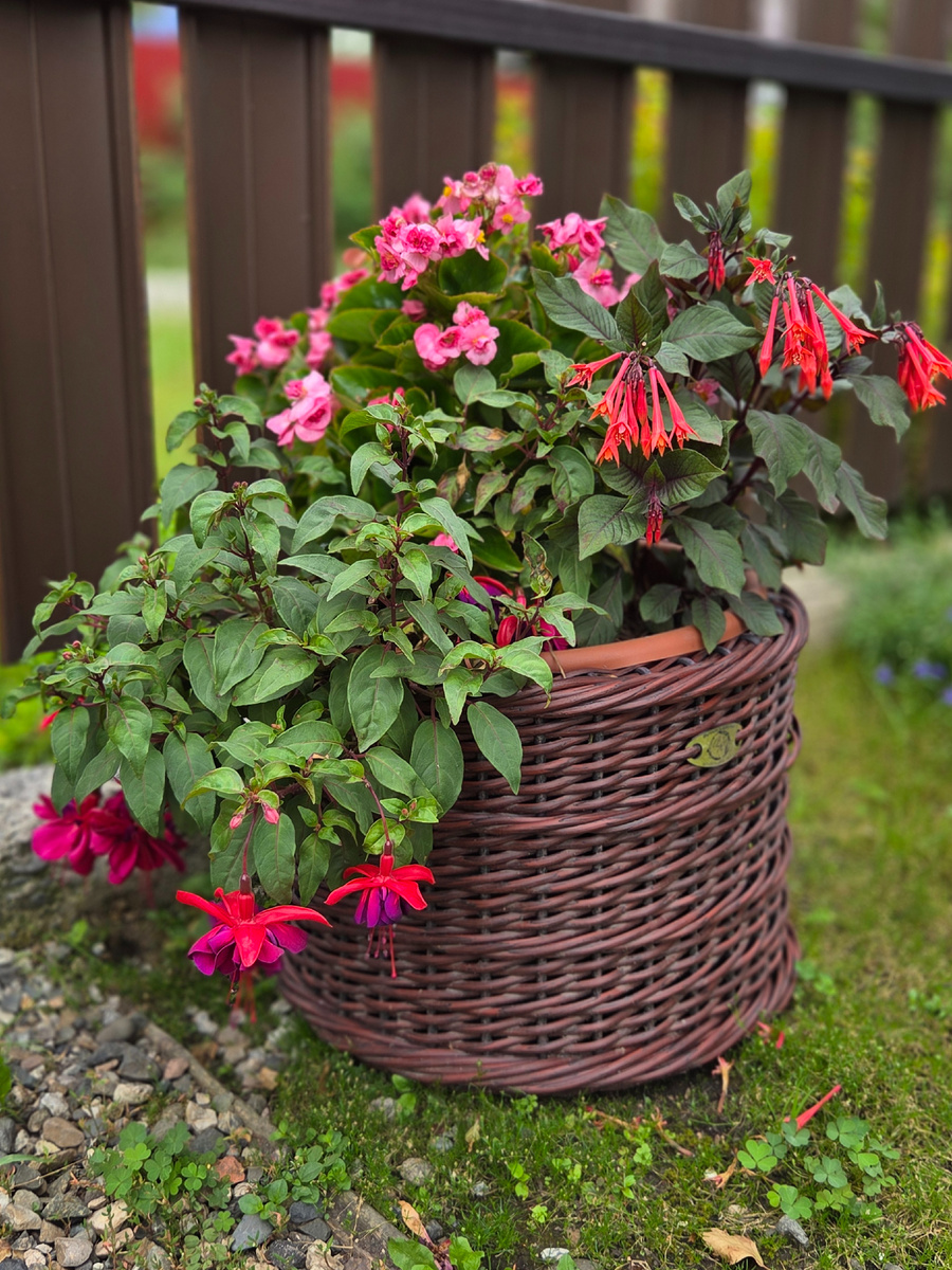 2025 г, в 10 л: фуксии Вуду и Талия и бегония вечноцветущая Милори.