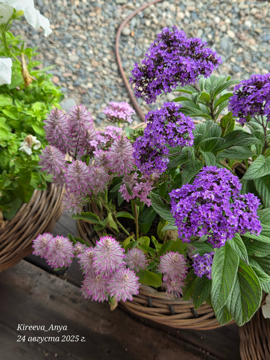 16 л, вместе растут птилотус, гелиотроп и пентас. Пентасу места мало.