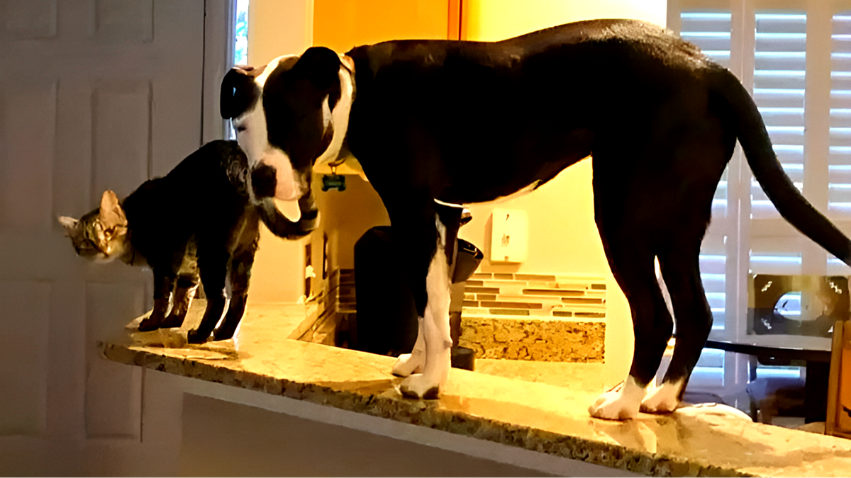 А что такого! Я всего лишь учу пса самостоятельно заботиться о себе!