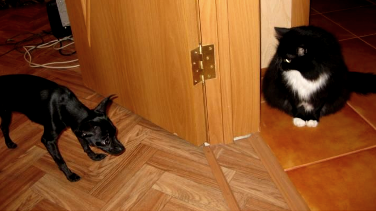 - Можно пройти?! - Проходи уж... проходимец!