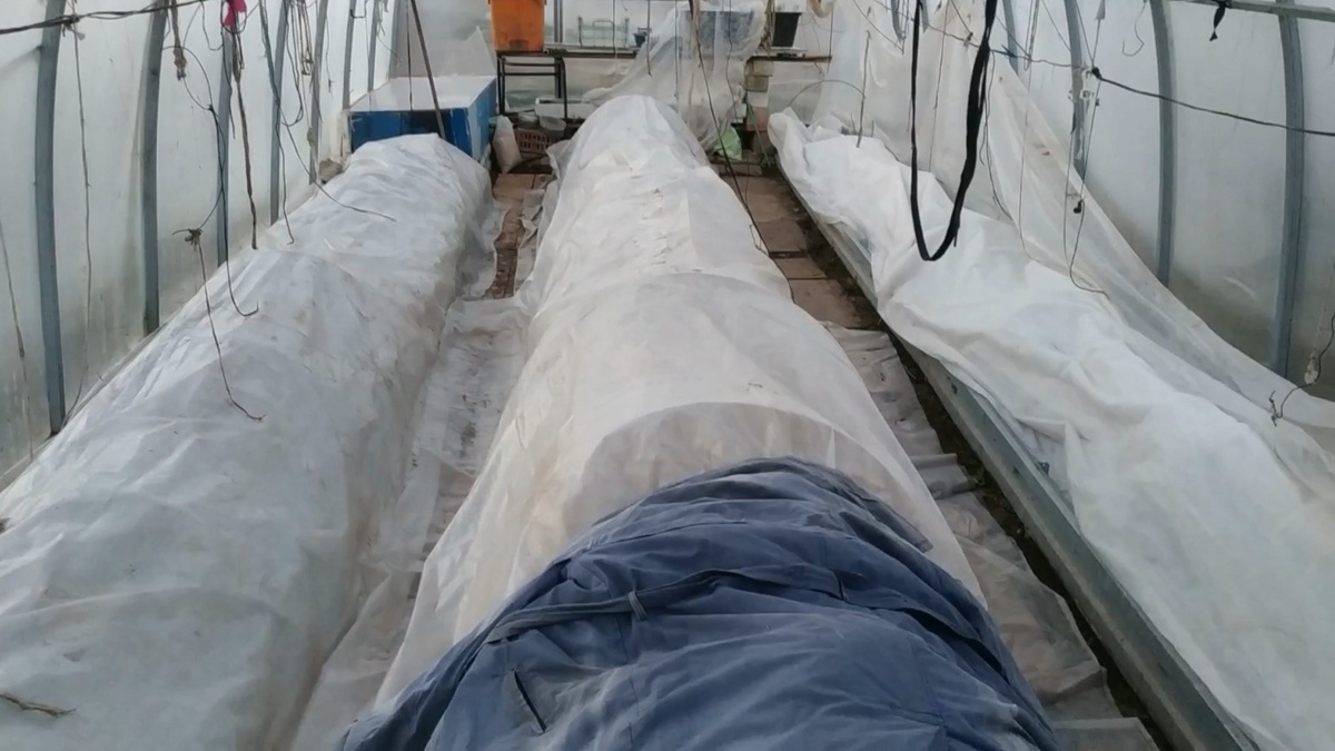 Грядки-термос в теплице