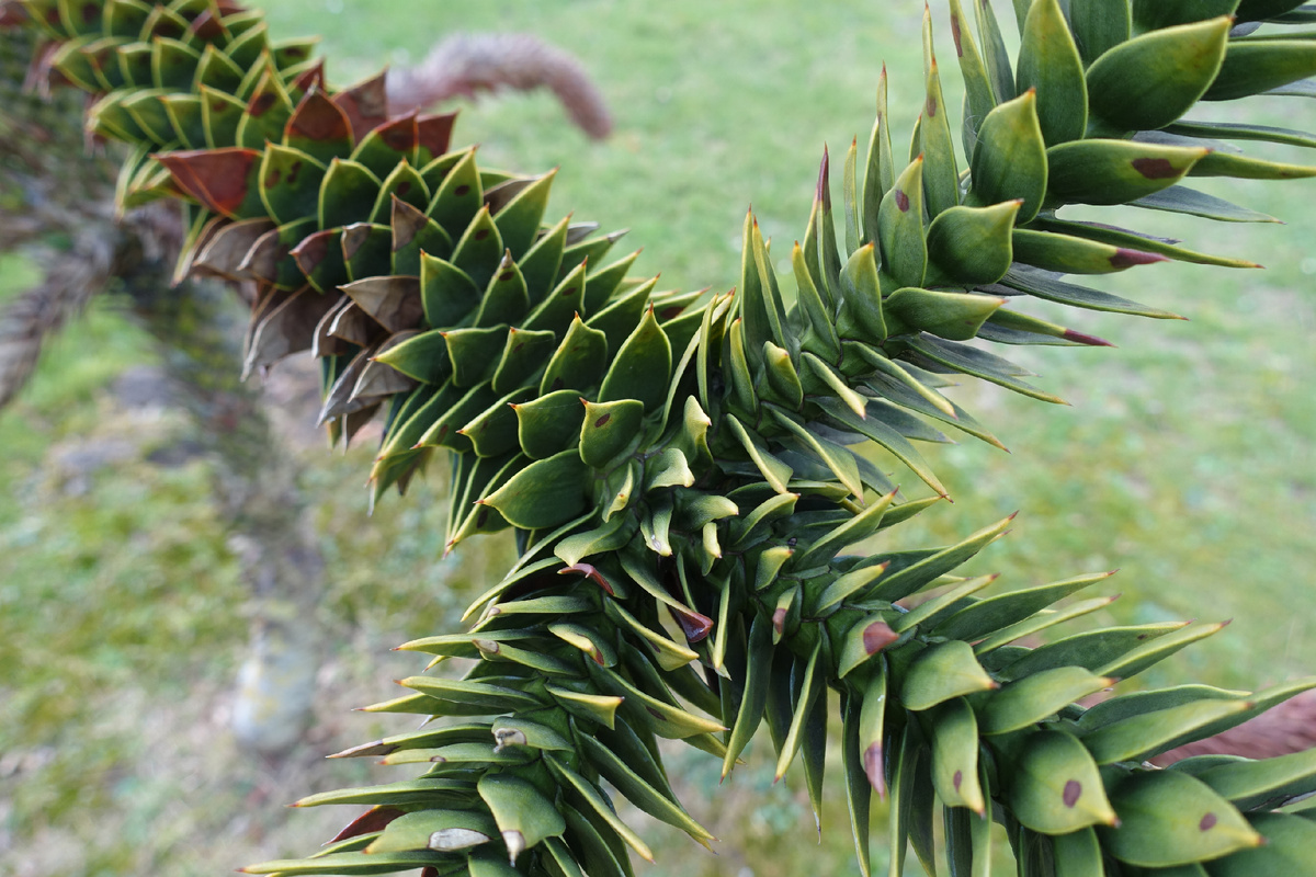 Фотография из интернета