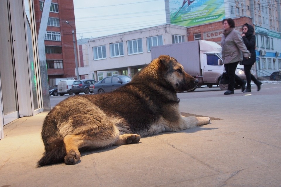    В Кимовске муниципалитет заплатит 15 тысяч за нападение бездомных собак на 13-летнюю девочку Алексей ФОКИН