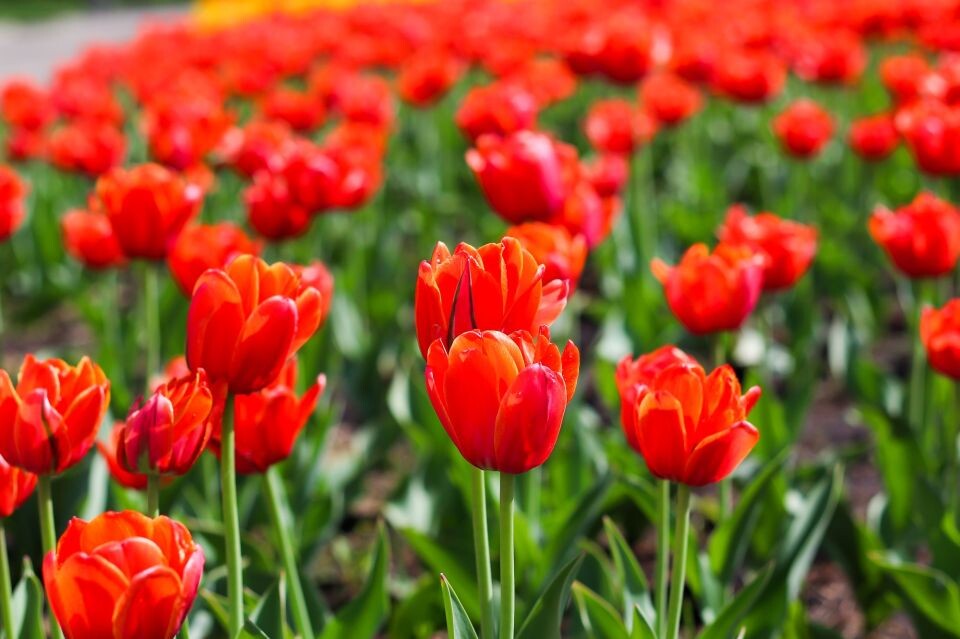    Барнаул. Весна. Погода. Тюльпаны. Источник: Виталий Барабаш