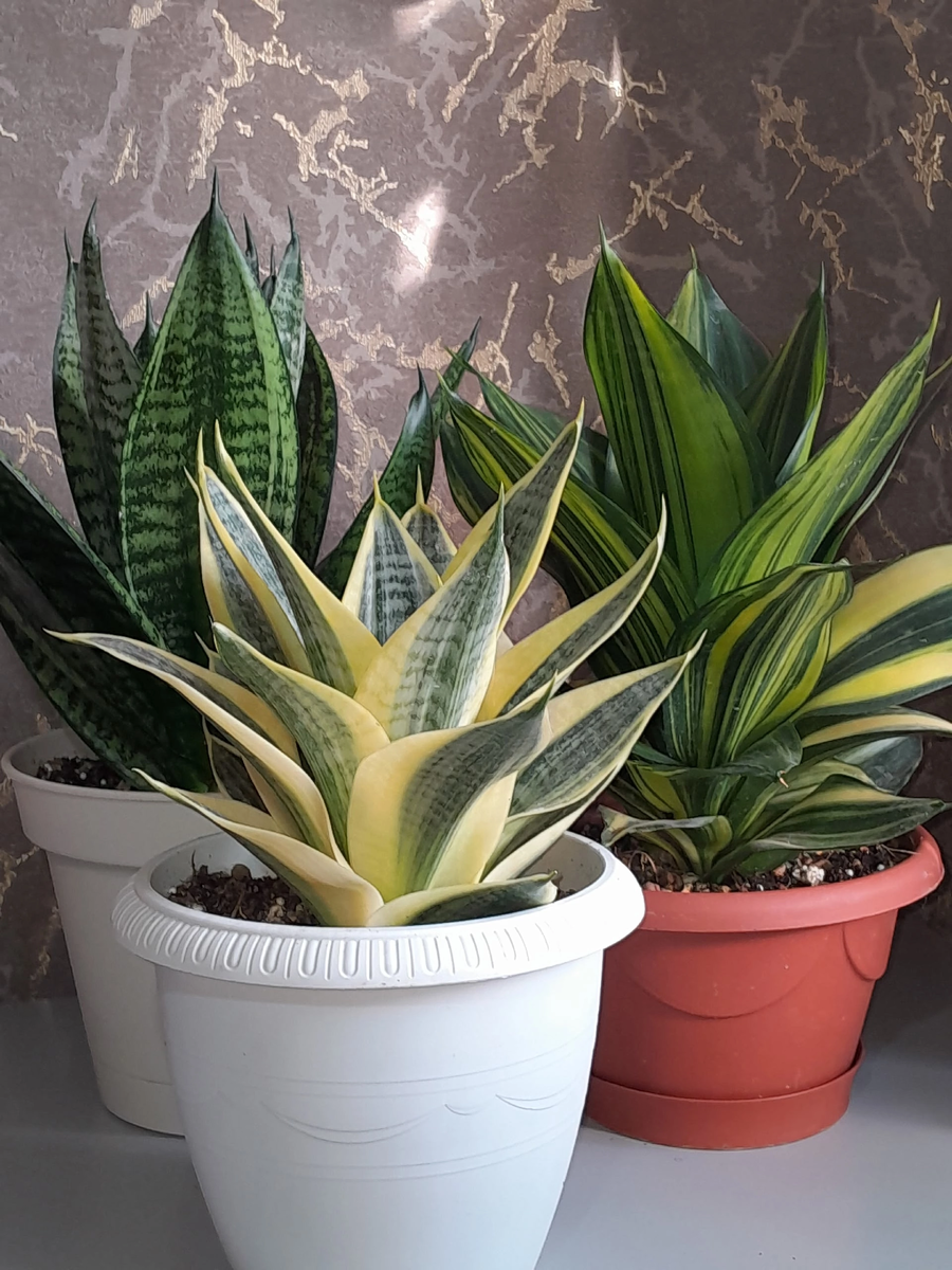 Фото из интернета 