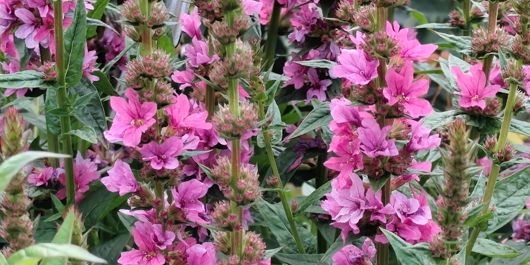 Интересный факт о семенном размножении дербенника иволистного