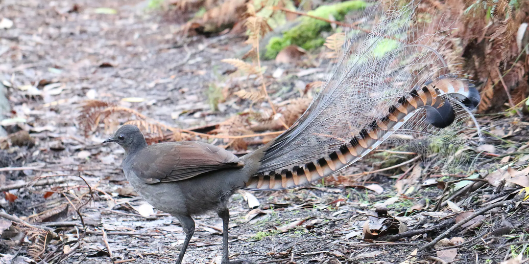 Птица, которая идеально имитирует плач ребенка и звук бензопилы: зачем природе нужен «живой магнитофон»?