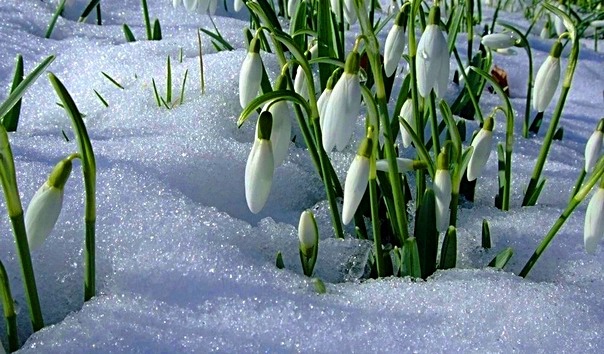 Фото из интернета.