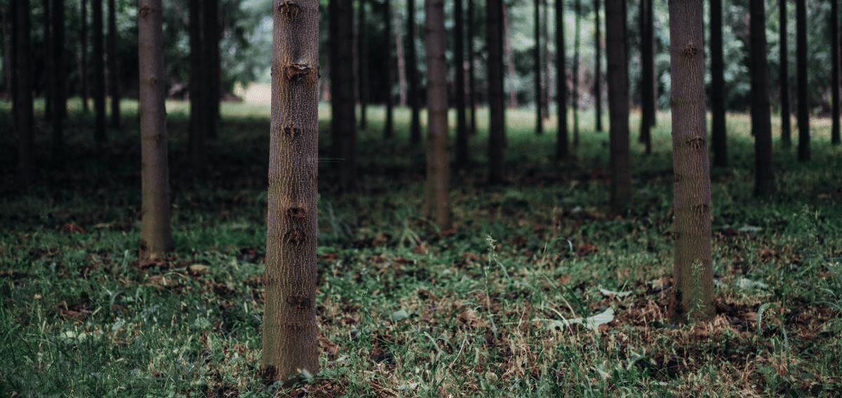 Плантация Павловнии