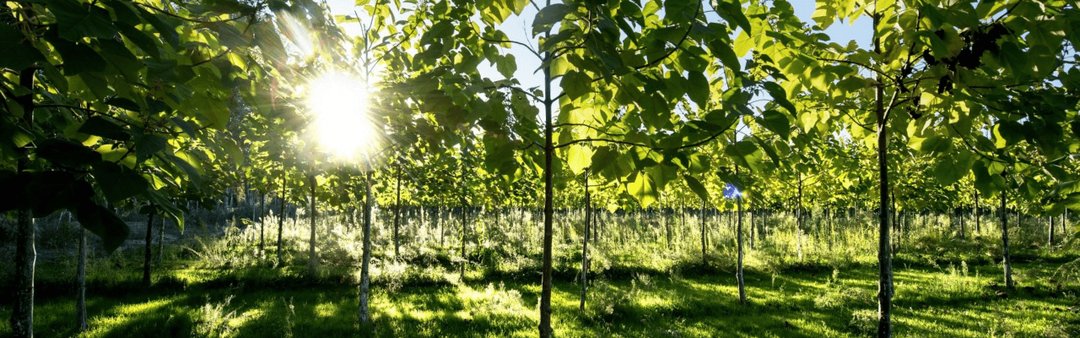 Плантации Павловнии: самый полный путеводитель на сезон 2026