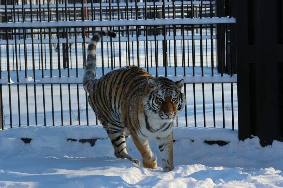    Фото с сайта Воронежского зоопарка