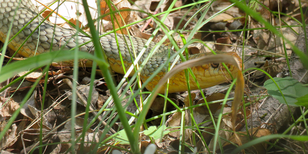 Змея ползала за девушкой по пятам: история с неожиданной развязкой