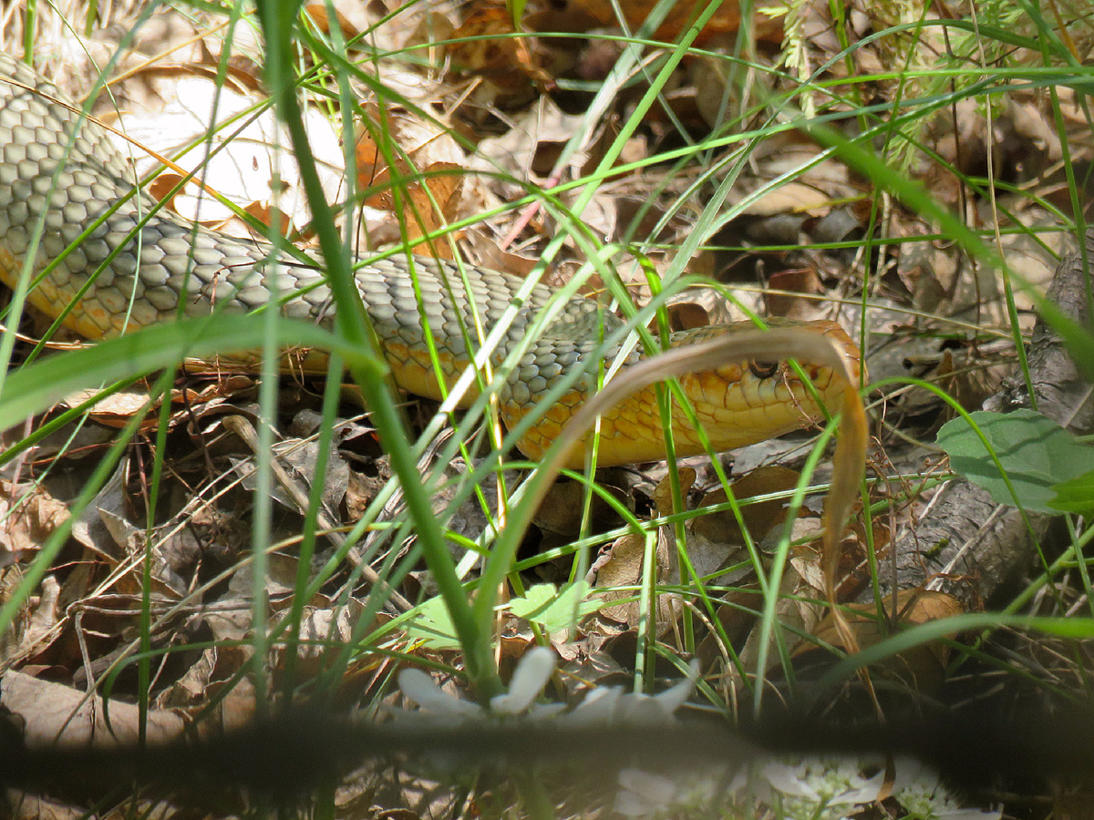 Фотография: Zerocool.marko, CC BY-SA 4.0
