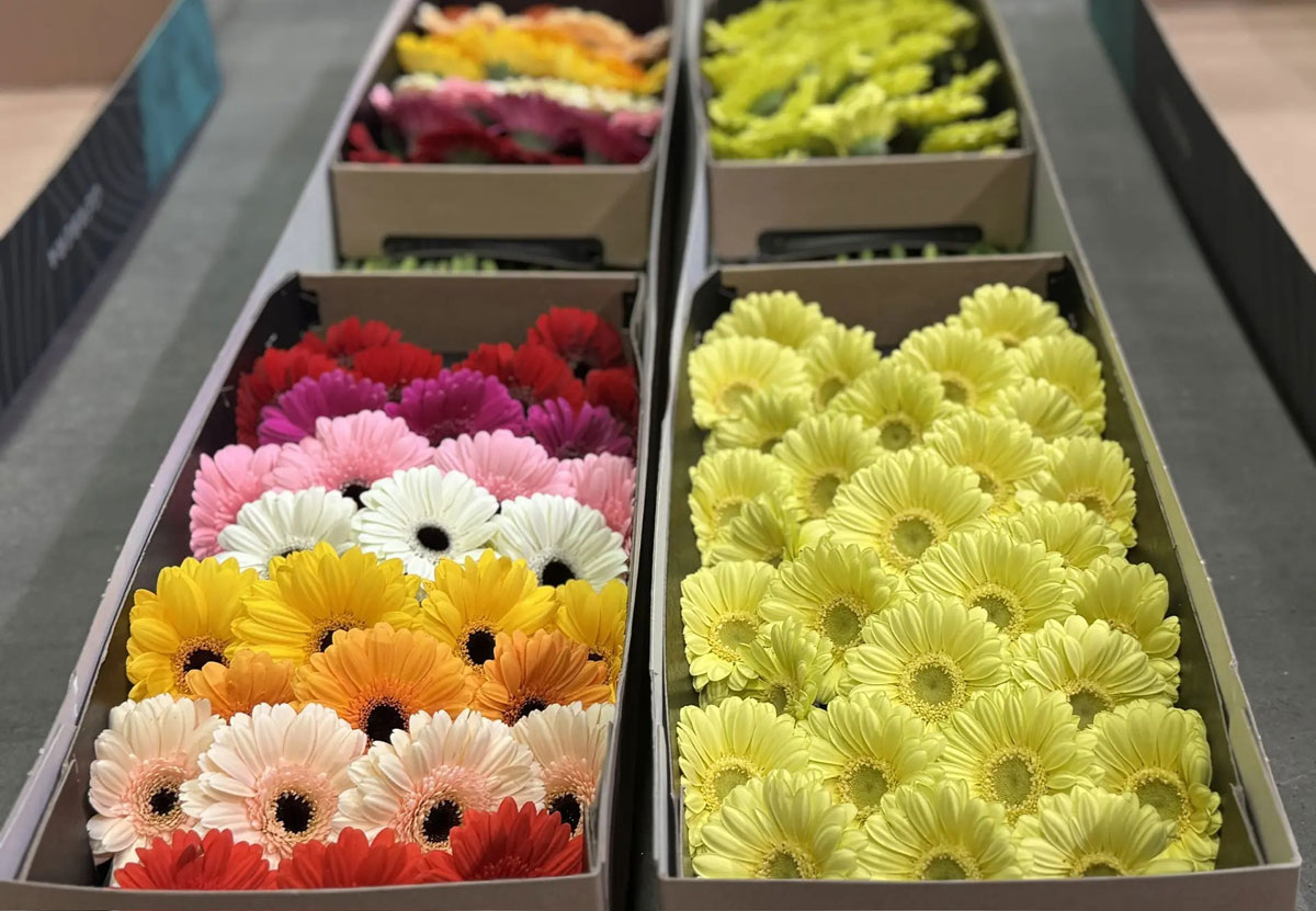    На Урал к 8 Марта завезли более 8 миллионов цветов