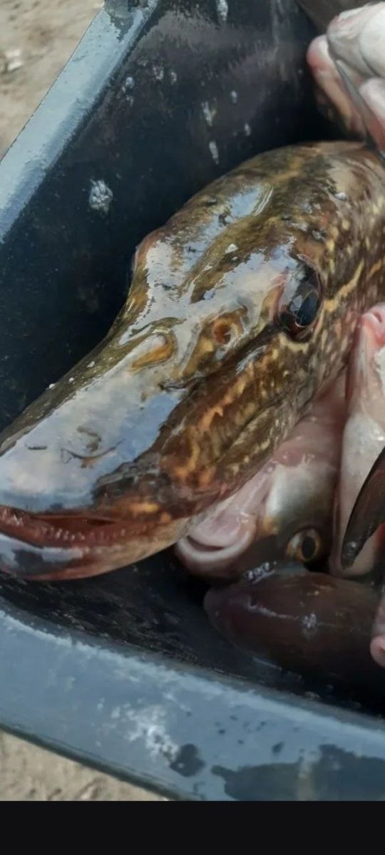 эта щука не из сказки "По щучьему велению", она из садка рыбака, прибыла прямо из речки.