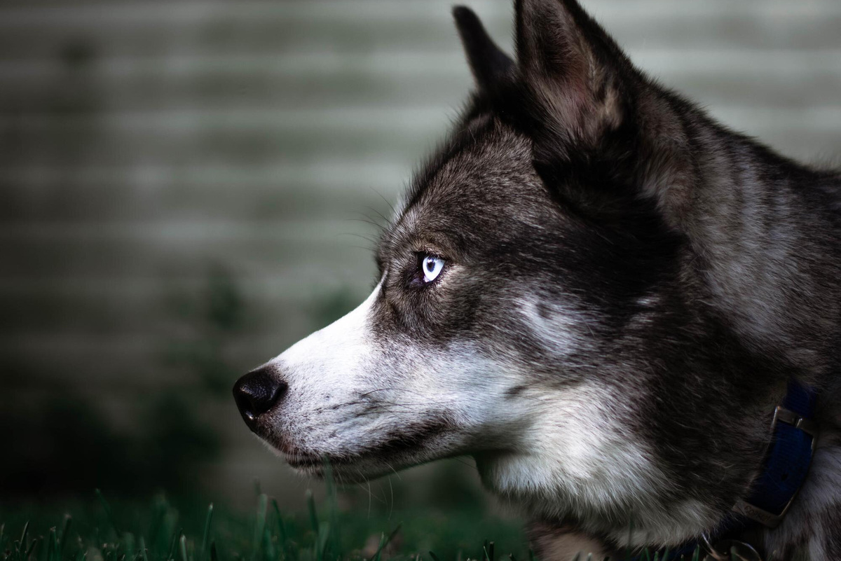     Как человек одомашнил собаку и откуда появились первые породы