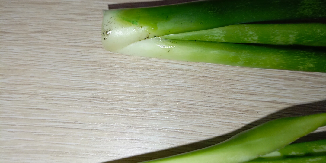 Сансевиерия в воде: почему гниют черенки и как это исправить