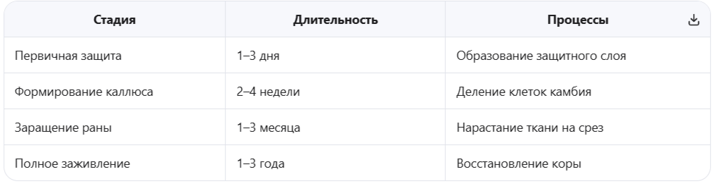 Процесс заживления проходит несколько стадий