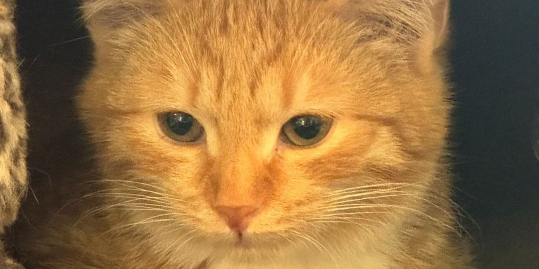 Запускаем обратный отчёт