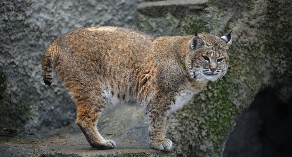    Медиасток.рф