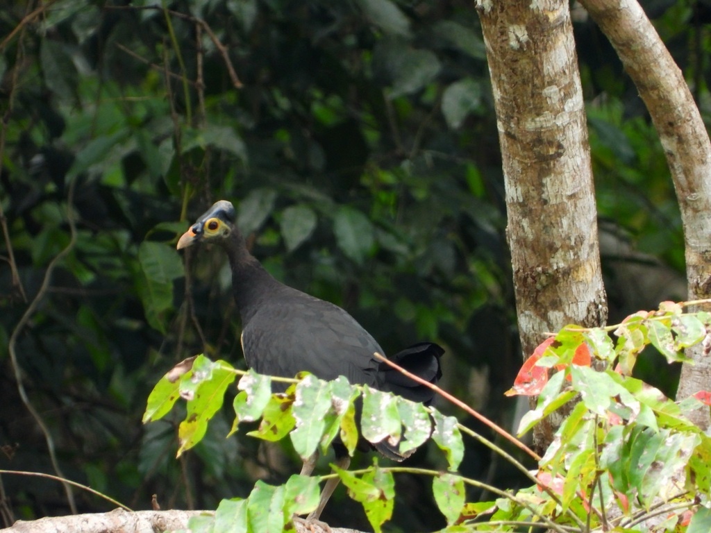 Взрослая особь