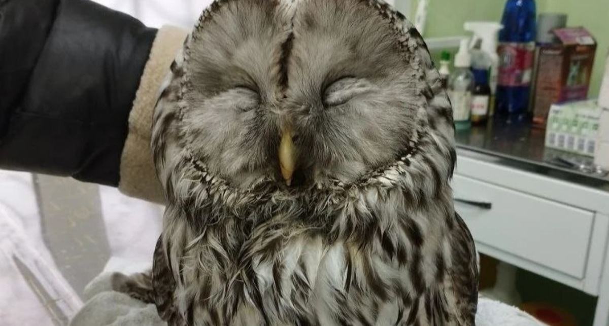    центр ветеринарии Ярославской области