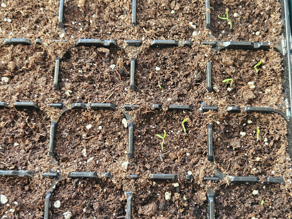 Баклажан "Король севера" всходит