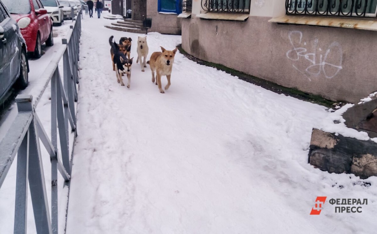 Два случая заболевания бешенством человека зафиксировано за пять лет.  Фото: ФедералПресс / Елена Майорова