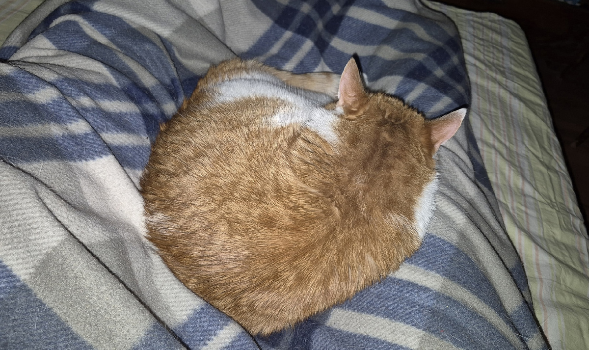 спонсор моих внеурочных засыпаний