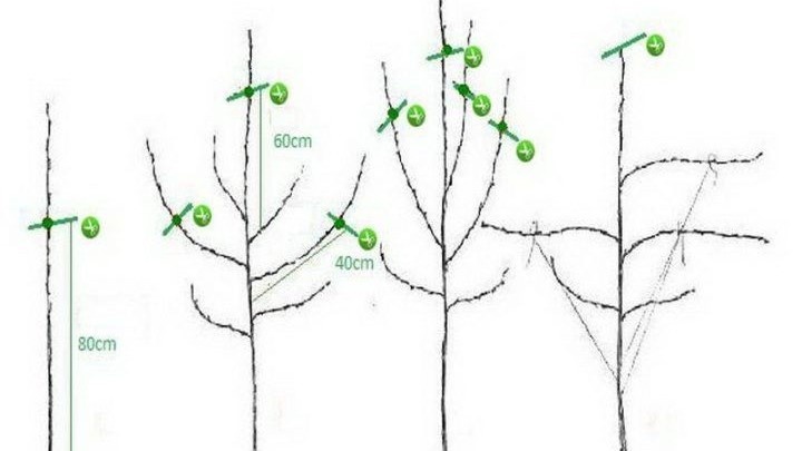 Формирующая обрезка молодых саженцев: как заложить основу будущего дерева в первый год