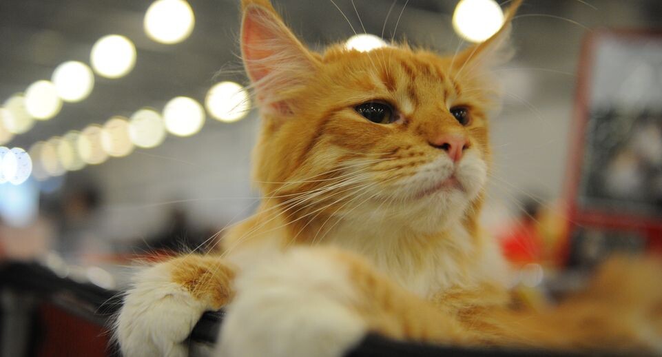    Международная выставка кошек «Кэтсбург-2015» в «Крокус Экспо» / Медиасток.рф