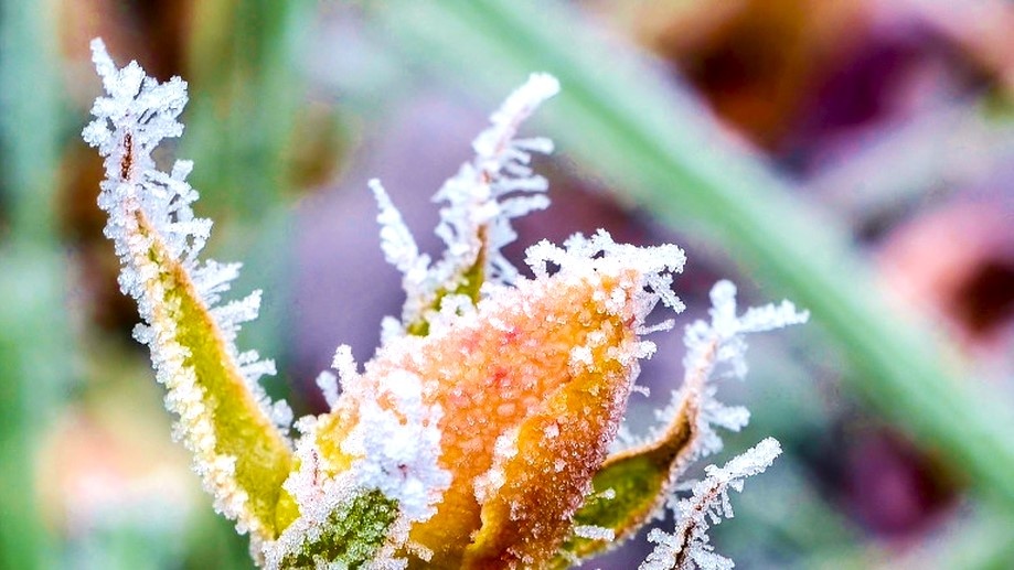 Почему нельзя обрезать сад слишком рано в марте: риски возвратных заморозков