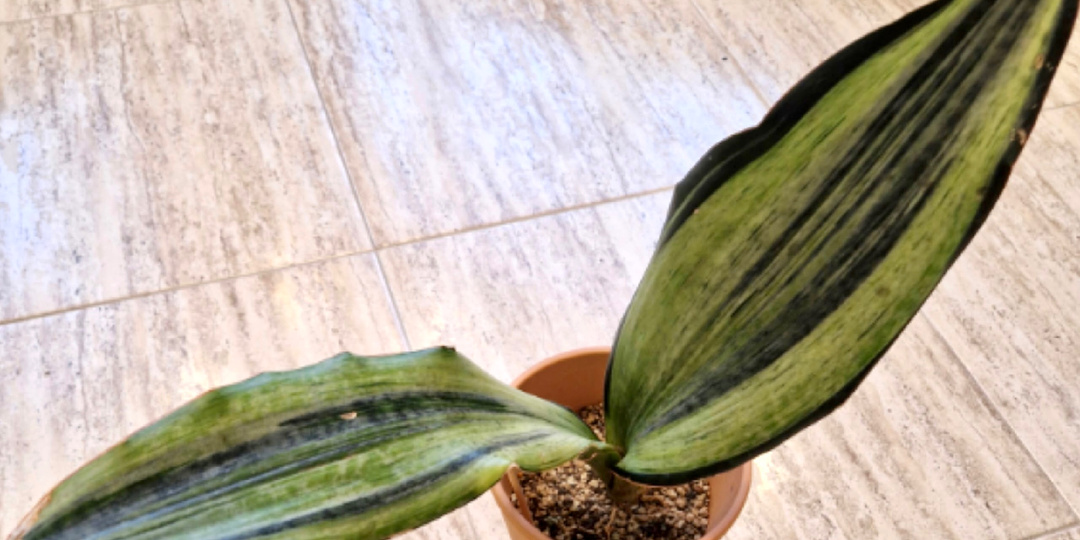Сансевиерия Масониана Бруда: цветок для тех, кто любит вызовы