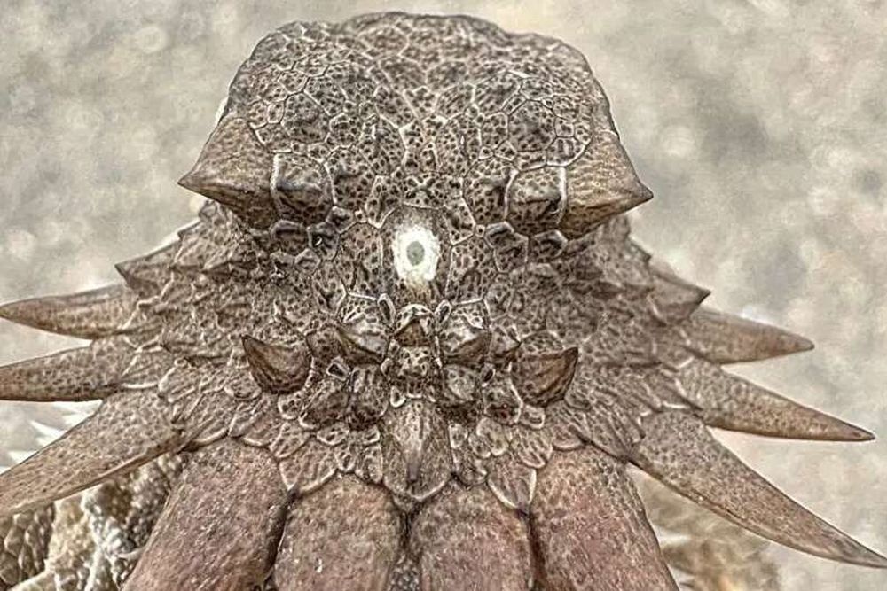    Bruno Frías Morales/iNaturalist/Creative Commons