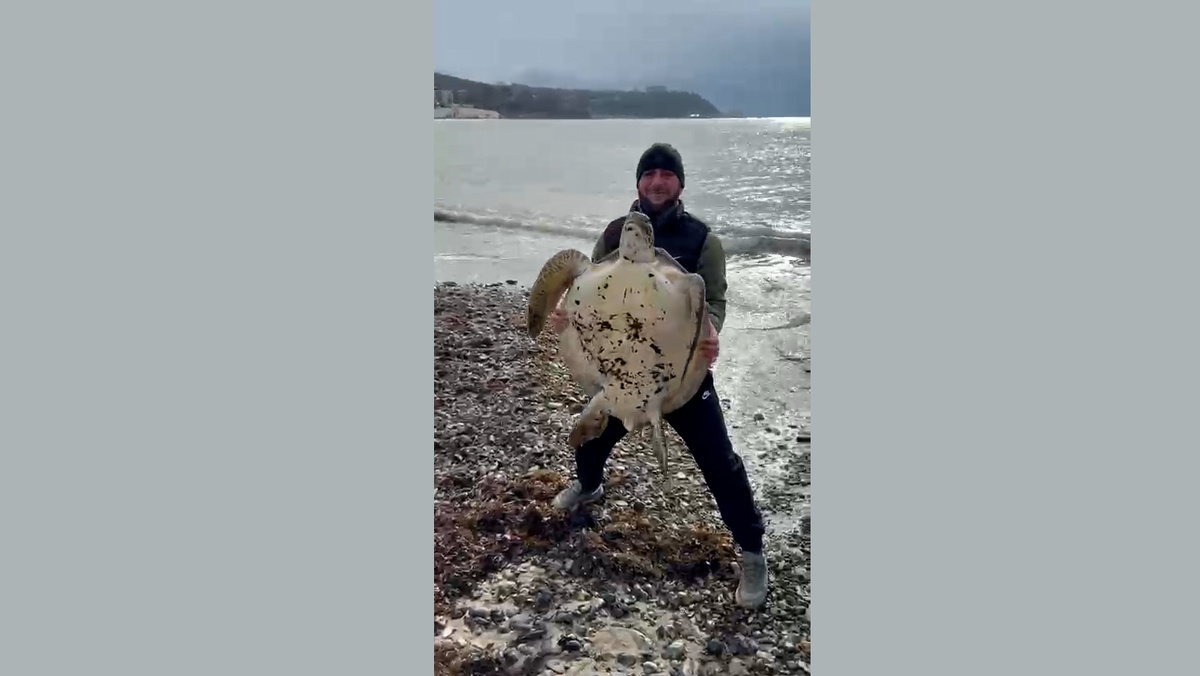    Туапсе черепаха