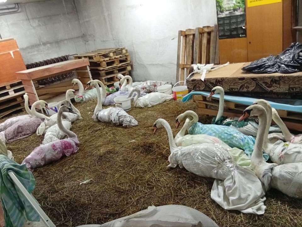    . «Биосфера Балтики».