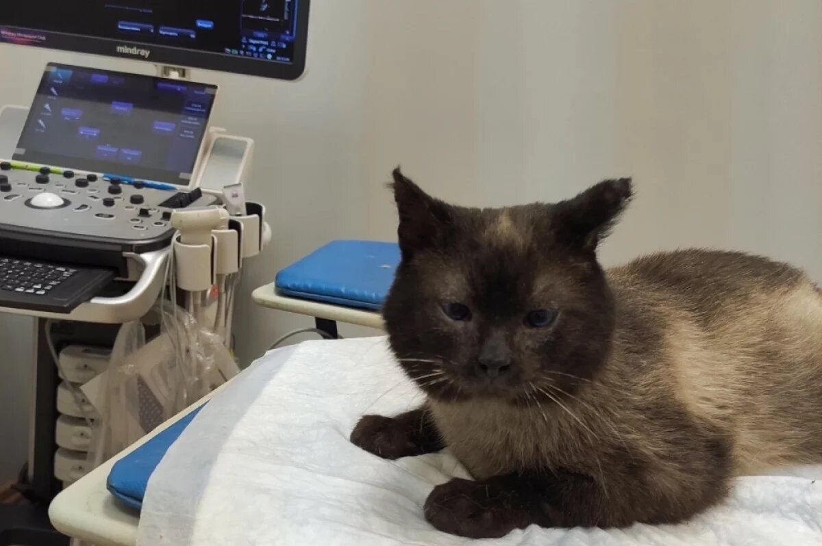    Наказали охранника, который выгнал кота умирать в мороз на станции Редкино