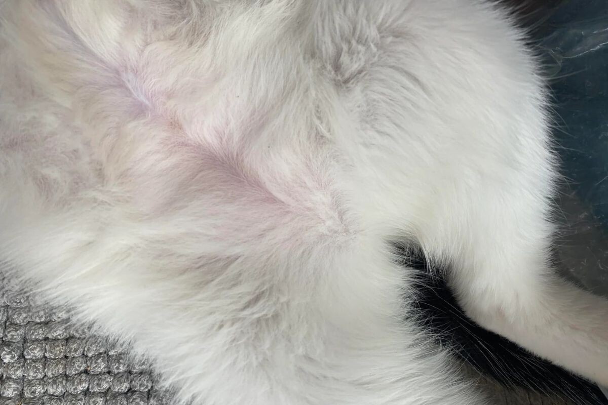 Как понять, что кошка стерилизована