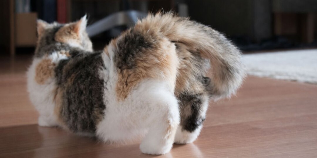 Как понять, что кошка стерилизована: 4 способа и почему «спокойная» — не аргумент