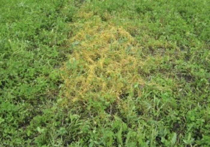    2,5 т. семян клевера с вредителем выявили в Мордовии