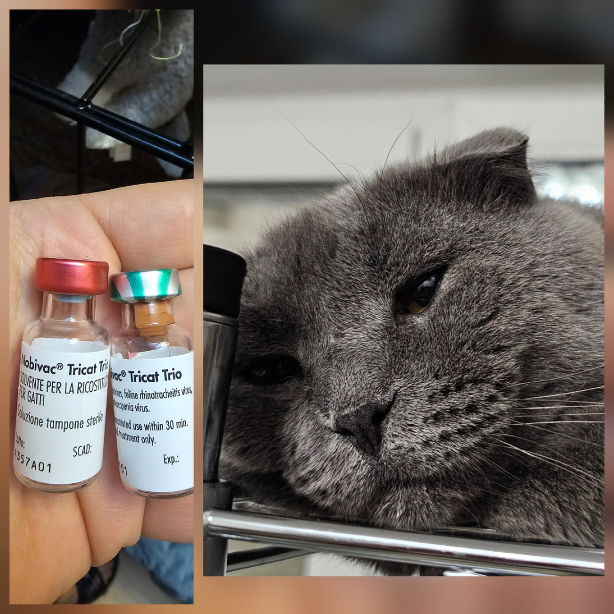 Фото автора. Помогите выкупить вакцины от чумки.