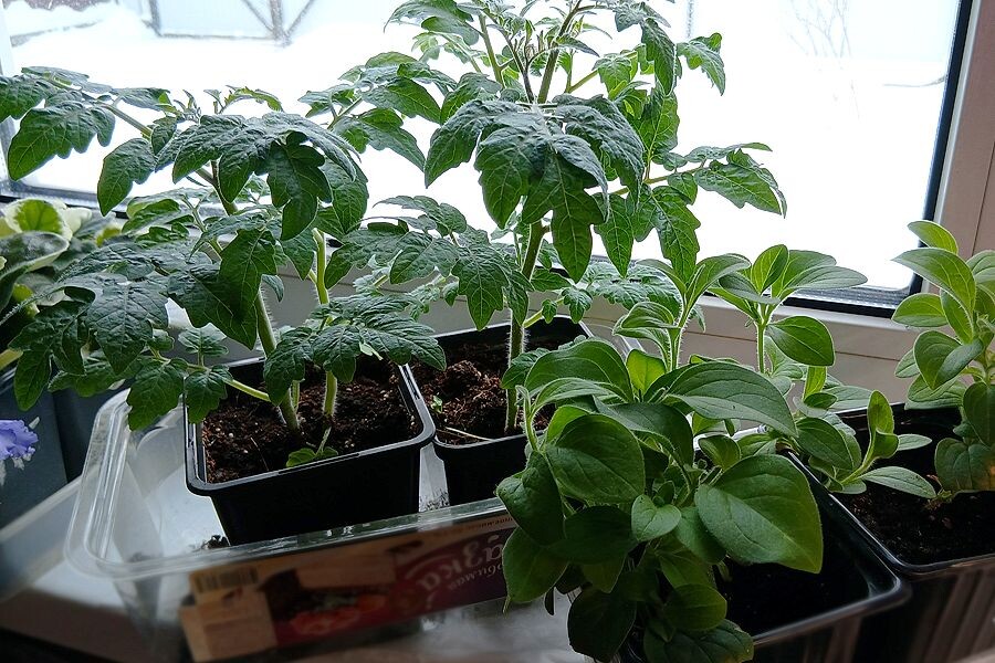 Рассада дома на подоконнике. Фото автора.