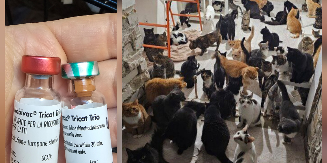 Помогите спасти кота...сос...