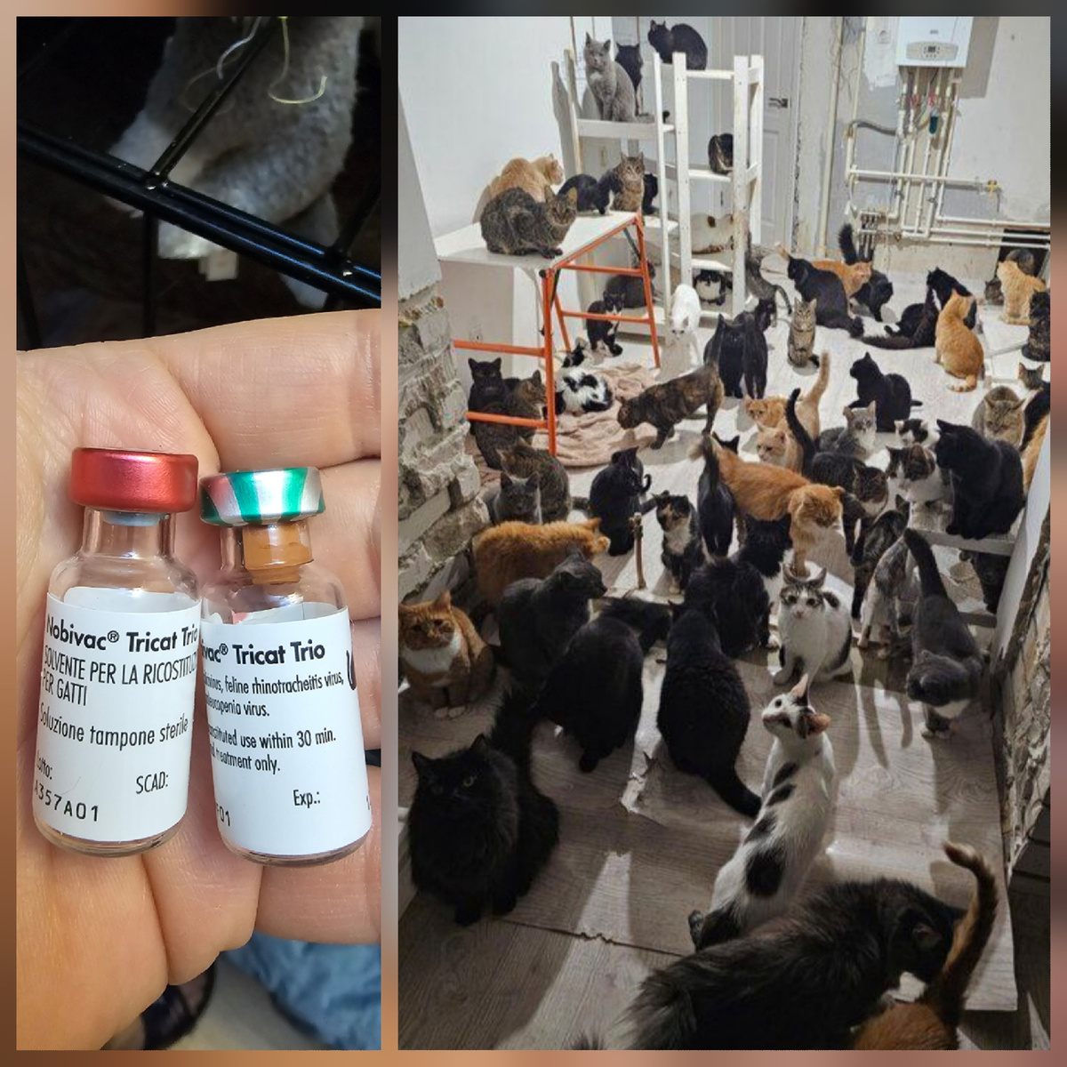 Фото автора. Подарите им возможность жить.