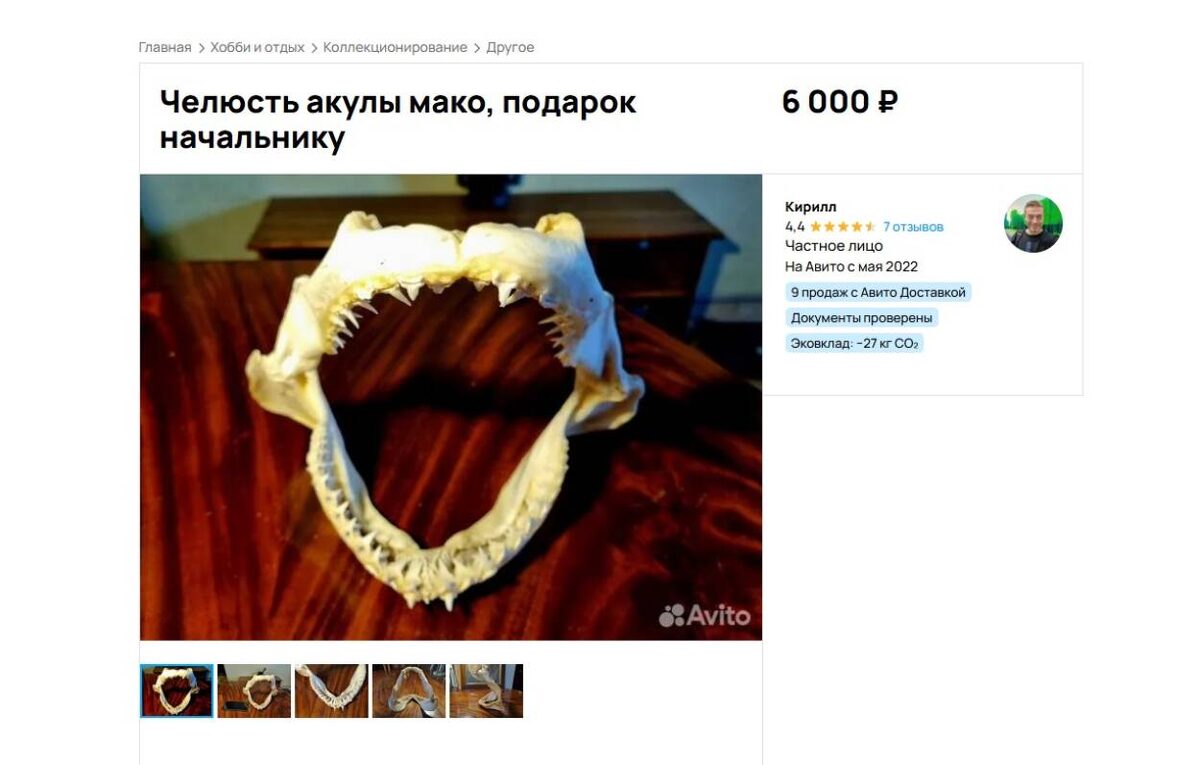 На «Авито» можно продать почти все (даже челюсть акулы!), главное знать, как