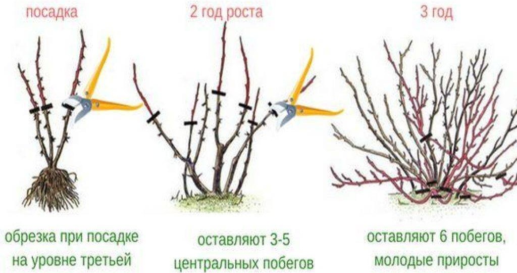Красная и белая смородина: в чем отличие обрезки от черной и как не потерять ягоды