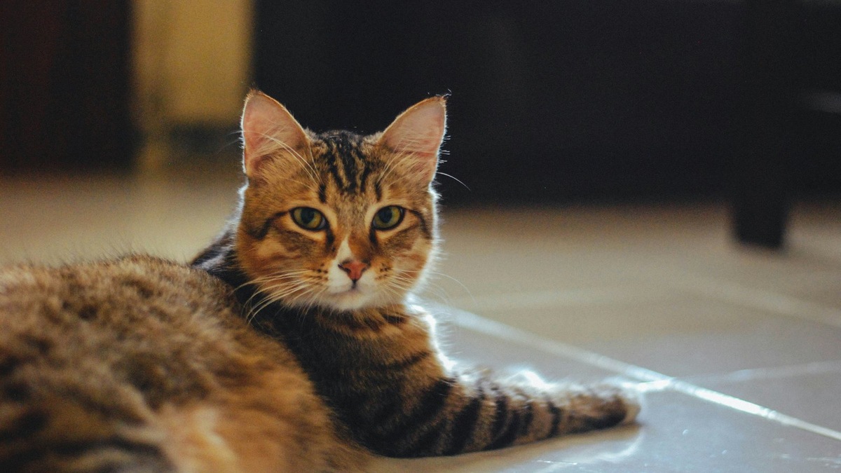    Фото несет иллюстративный характер