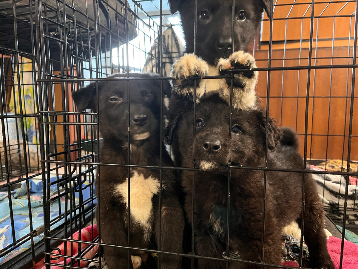 Они очень ждут своего человека 