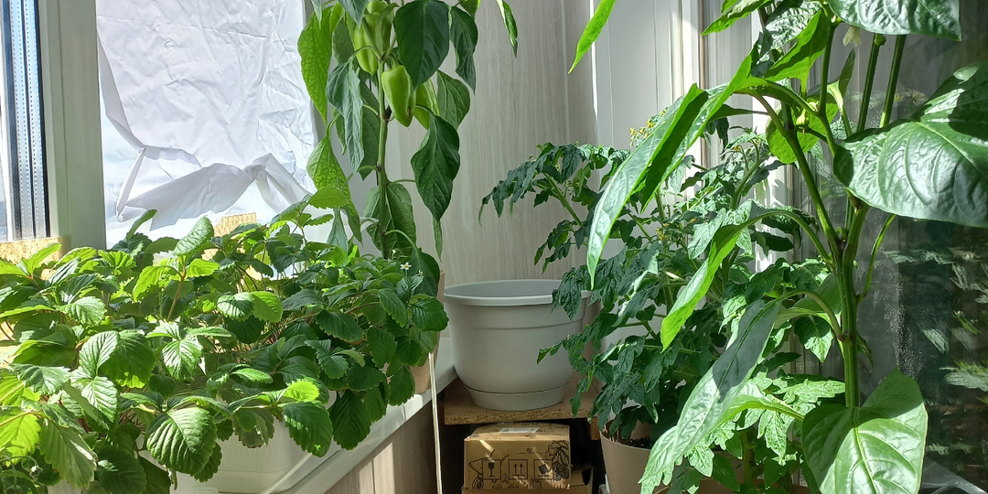 Огород на балконе. Как я организовала место для овощей на своем балконе.