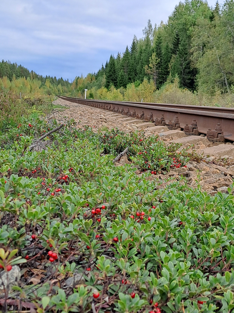 Алла Бочина